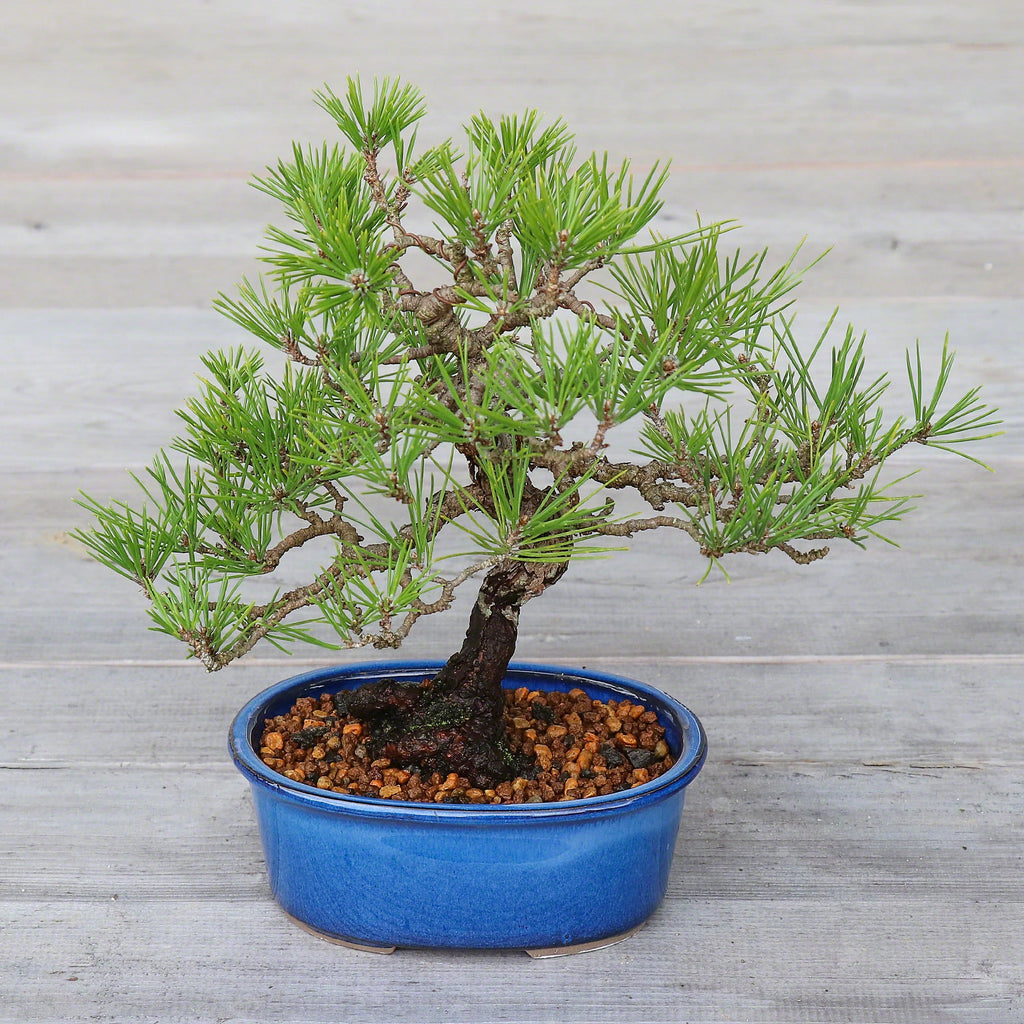 Wazakura [ Banko Series ] 2PCS Oval Bonsai Pots - Namako Blue