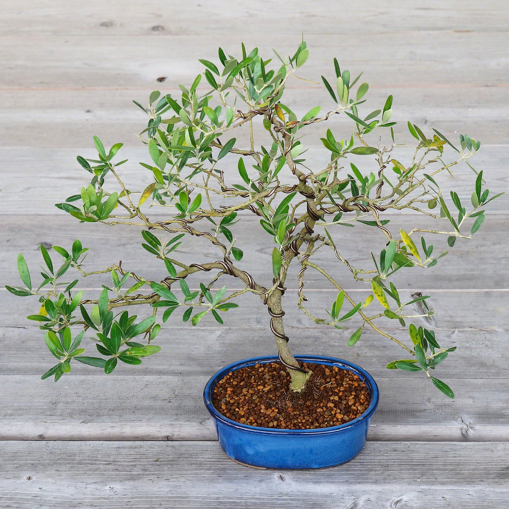 Wazakura [ Banko Series ] 2PCS Oval Bonsai Pots - Namako Blue