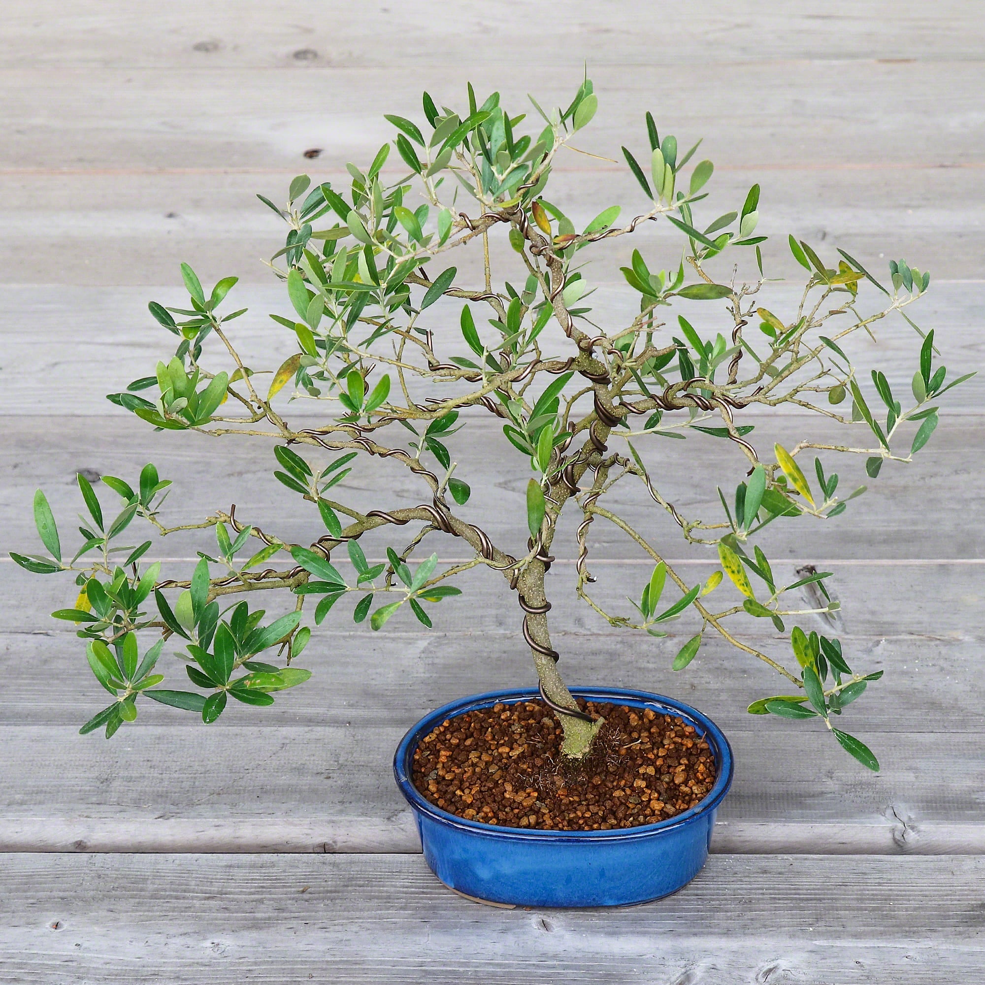 Wazakura [ Banko Series ] 2PCS Oval Bonsai Pots - Namako Blue