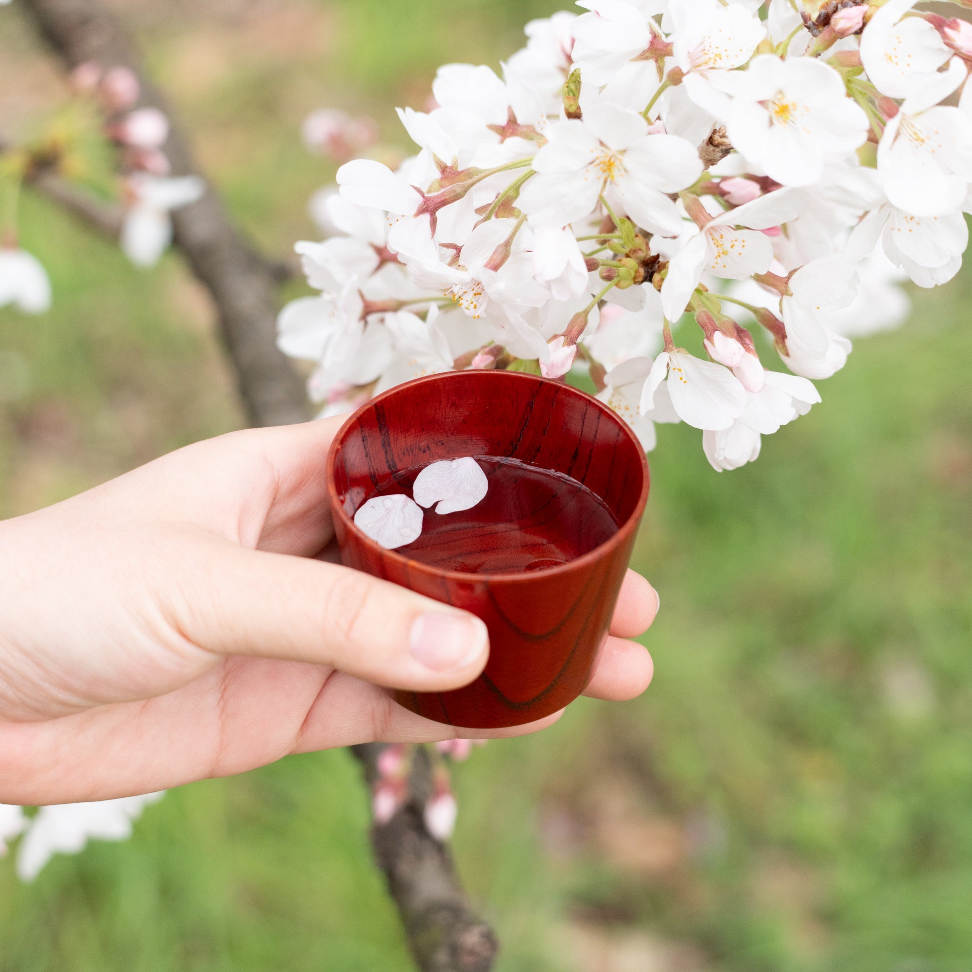 Musubi Kiln Portable Zelkova Guinomi Sake Cup Set