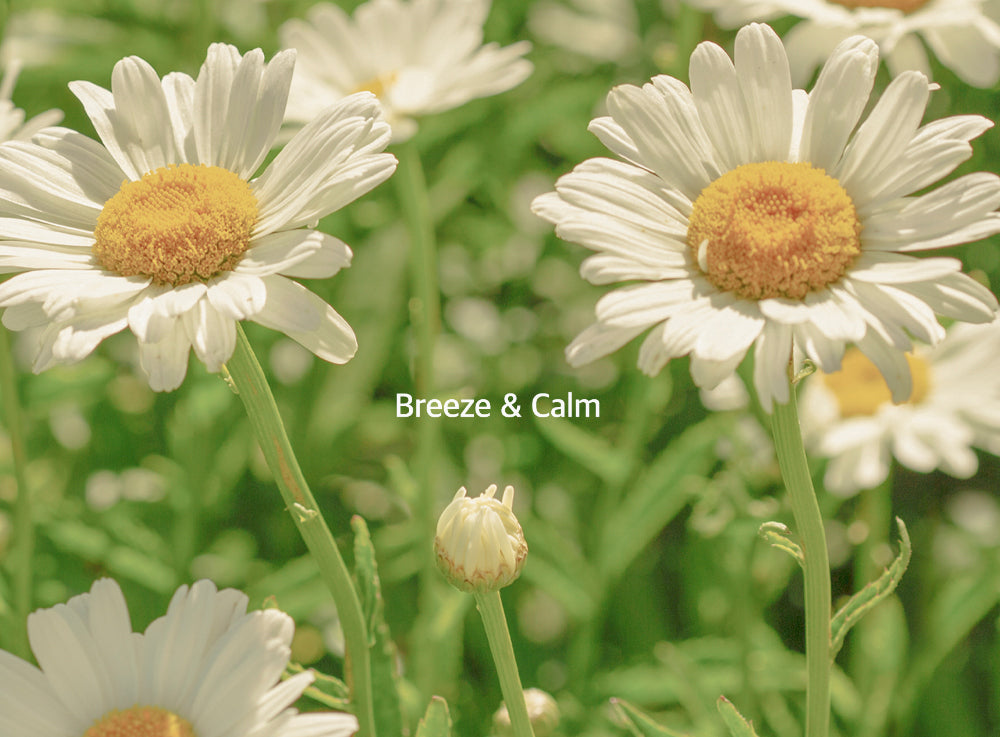 Unnamed Wildflower Incense - view 6