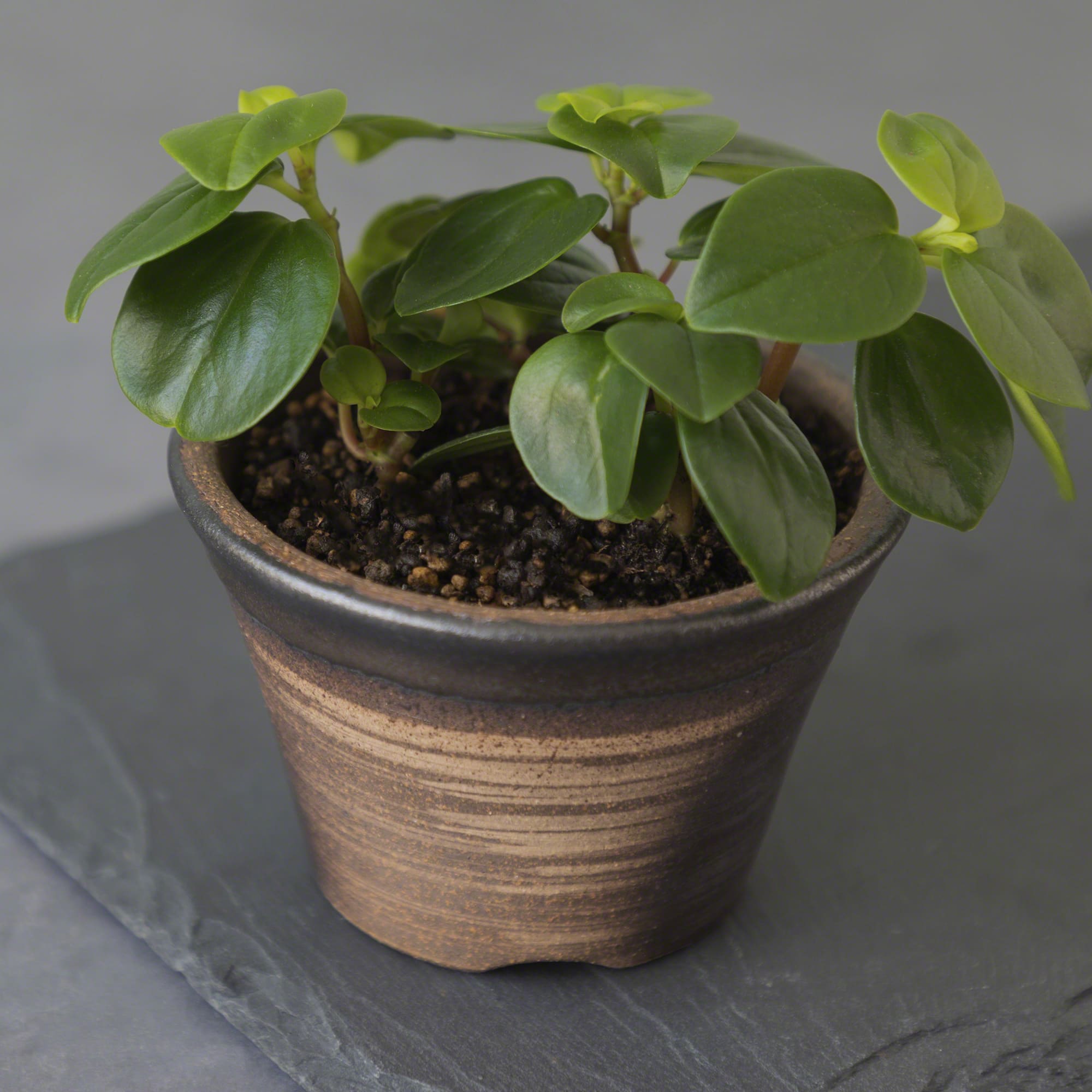 Wazakura [ Banko Series ] Small Rounded Bonsai Pot 4.3" (110mm) Golden Brown