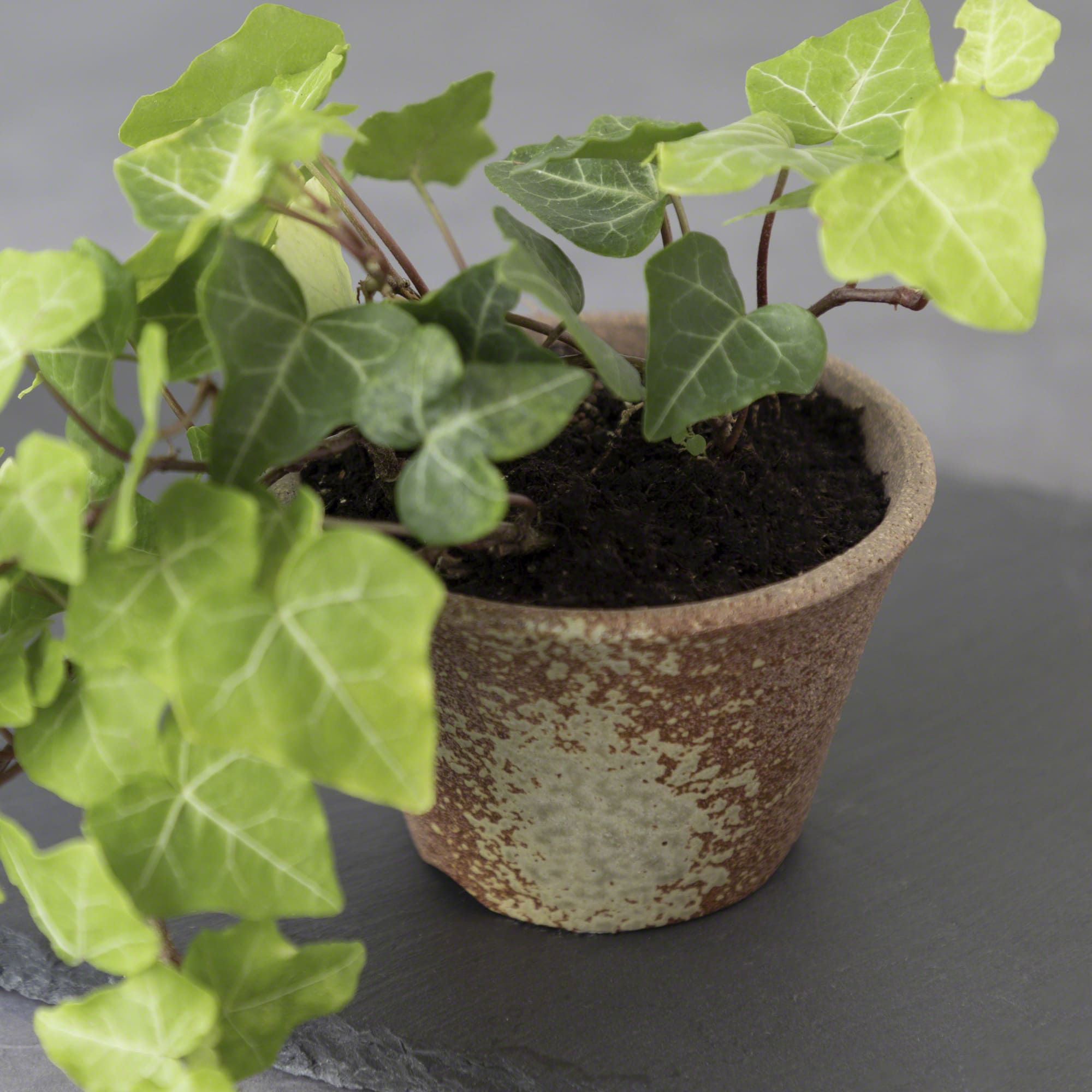 Wazakura [ Banko Series ] Small Rounded Bonsai Pot 4.3" (110mm) Brown & White Gold