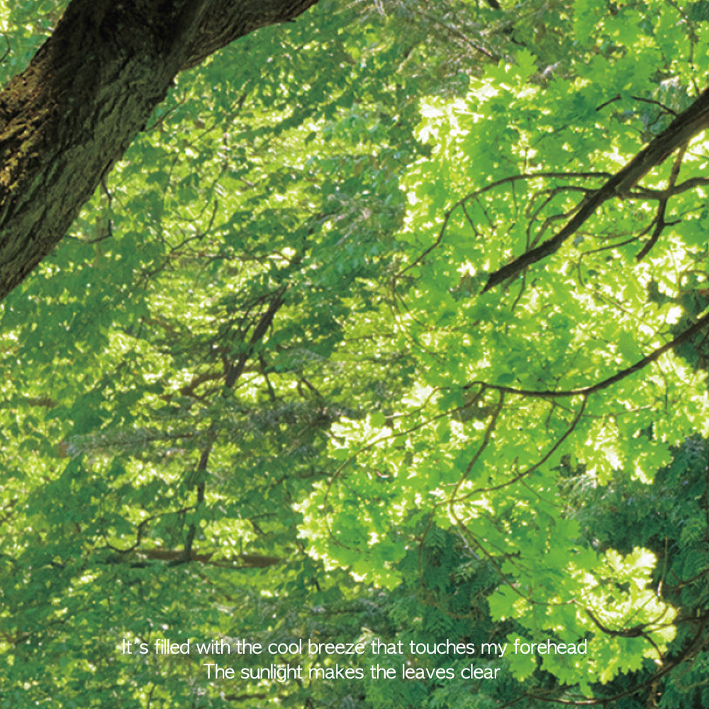 Acacia Forest Incense Sticks - view 2
