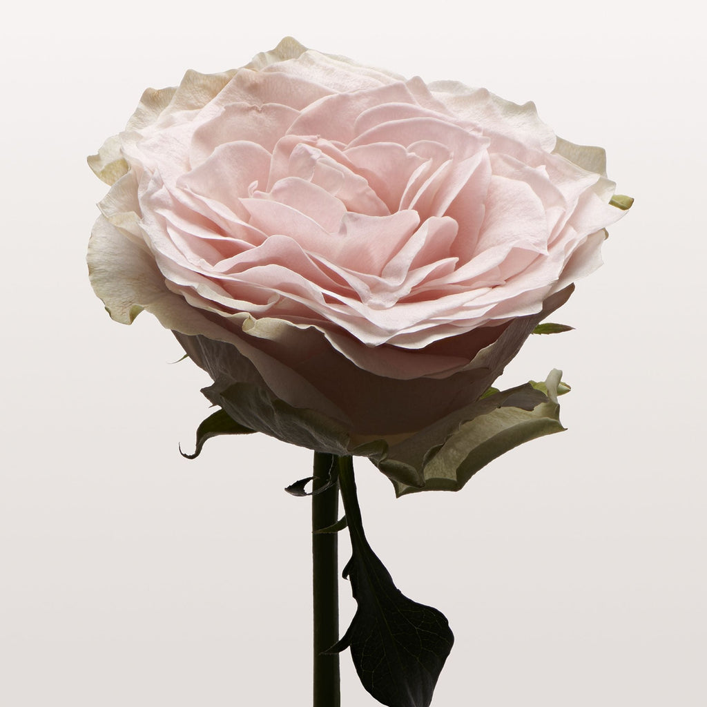 Nonfiction ROSE PALE Hair Serum Mist 100ml - view 5