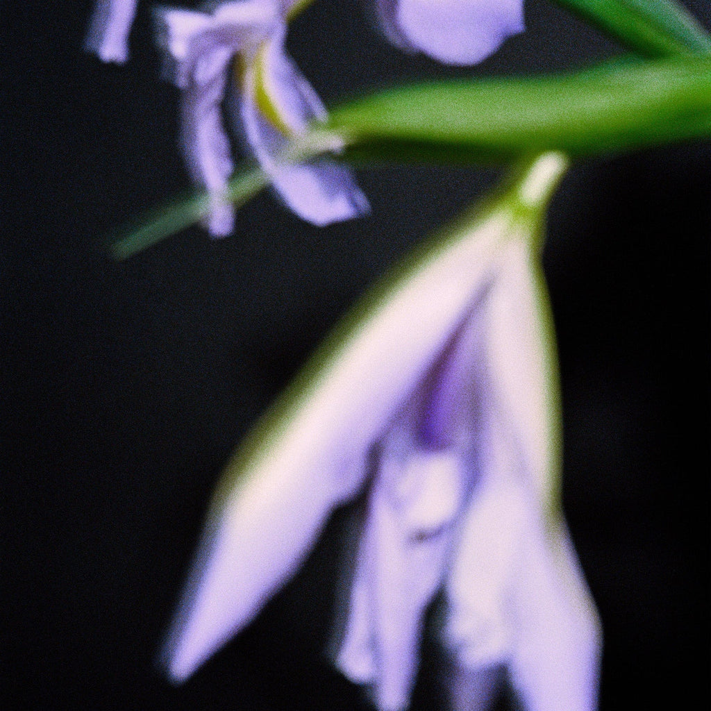 Nonfiction IRIS CONCRETE Eau de Parfum - view 5
